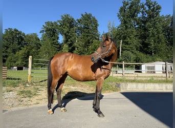 Hanoverian, Mare, 15 years, 15,3 hh, Bay-Dark
