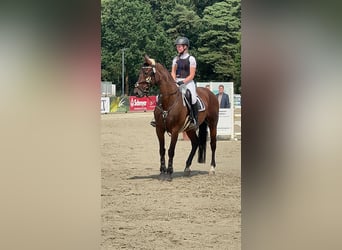 Hanoverian, Mare, 15 years, 15,3 hh, Brown