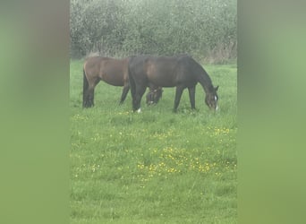 Hanoverian, Mare, 15 years, 15,3 hh, Brown