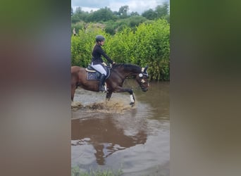 Hanoverian, Mare, 15 years, 15,3 hh, Brown