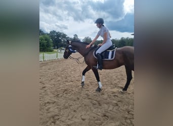 Hanoverian, Mare, 15 years, 15,3 hh, Brown