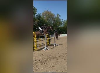 Hanoverian, Mare, 15 years, 15,3 hh, Brown