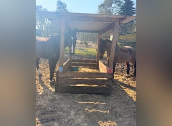 Hanoverian, Mare, 15 years, 15,3 hh, Brown