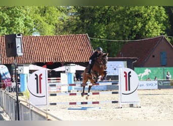 Hanoverian, Mare, 15 years, 15,3 hh, Brown