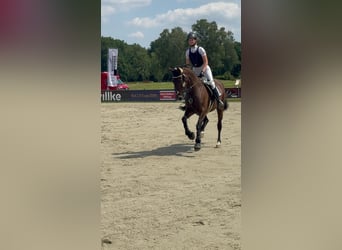 Hanoverian, Mare, 15 years, 15,3 hh, Brown