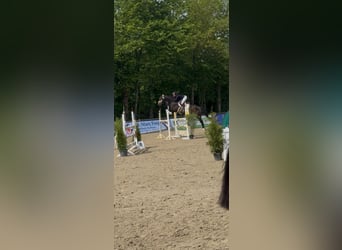 Hanoverian, Mare, 15 years, 15,3 hh, Brown