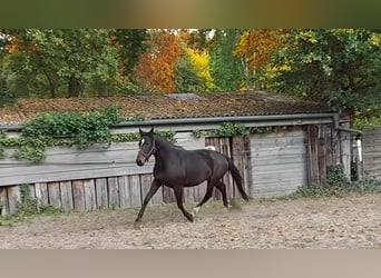 Hanoverian, Mare, 15 years, 16.1 hh, Bay-Dark