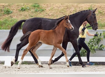 Hanoverian, Mare, 15 years, 16.1 hh, Bay-Dark