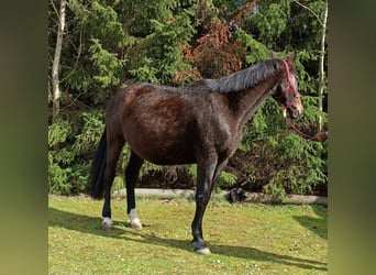 Hanoverian, Mare, 15 years, 16.1 hh, Bay-Dark