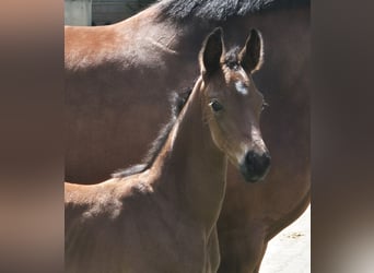 Hanoverian, Mare, 15 years, 16.1 hh, Brown