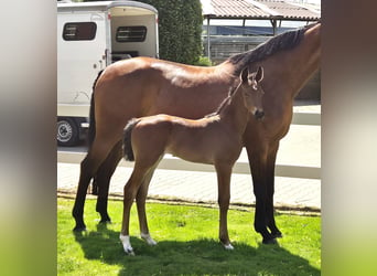 Hanoverian, Mare, 15 years, 16.1 hh, Brown