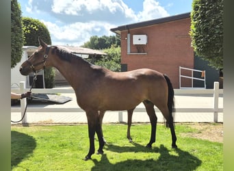 Hanoverian, Mare, 15 years, 16.1 hh, Brown