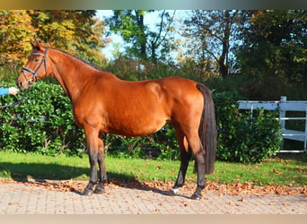 Hanoverian, Mare, 15 years, 16,1 hh, Brown