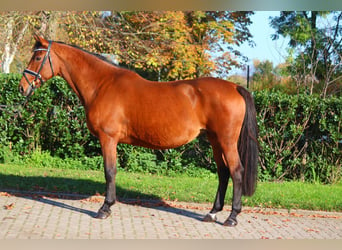 Hanoverian, Mare, 15 years, 16,1 hh, Brown