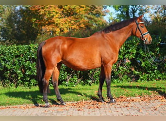 Hanoverian, Mare, 15 years, 16,1 hh, Brown