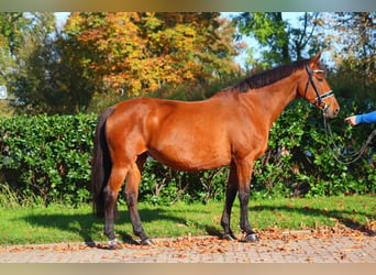 Hanoverian, Mare, 15 years, 16,1 hh, Brown