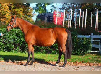 Hanoverian, Mare, 15 years, 16,1 hh, Brown