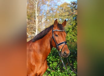 Hanoverian, Mare, 15 years, 16,1 hh, Brown