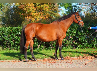 Hanoverian, Mare, 15 years, 16,1 hh, Brown