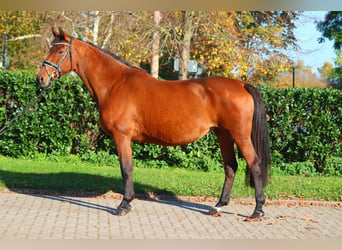 Hanoverian, Mare, 15 years, 16,1 hh, Brown