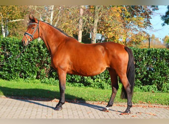 Hanoverian, Mare, 15 years, 16,1 hh, Brown