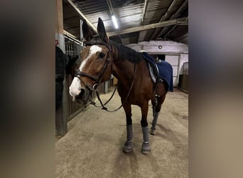 Hanoverian, Mare, 15 years, 16.1 hh, Brown