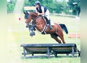 Hanoverian, Mare, 15 years, 16.1 hh, Brown