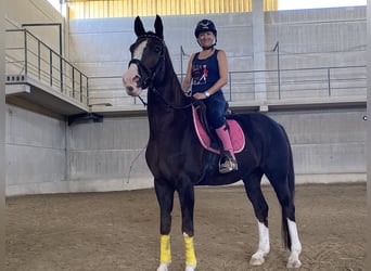 Hanoverian, Mare, 15 years, 16.1 hh, Chestnut