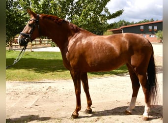 Hanoverian, Mare, 15 years, 16.1 hh, Chestnut