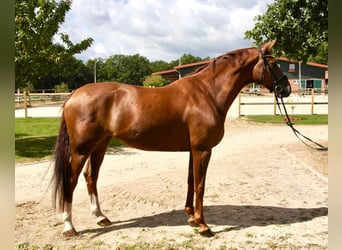 Hanoverian, Mare, 15 years, 16.1 hh, Chestnut