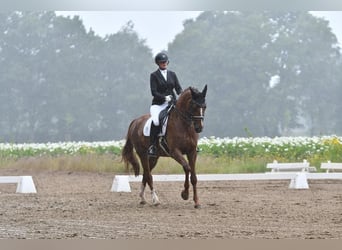 Hanoverian, Mare, 15 years, 16.1 hh, Chestnut