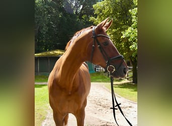 Hanoverian, Mare, 15 years, 16.1 hh, Chestnut