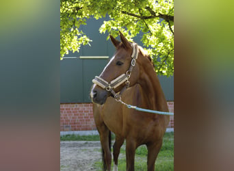 Hanoverian, Mare, 15 years, 16.1 hh, Chestnut