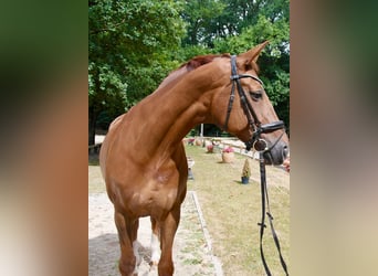 Hanoverian, Mare, 15 years, 16.1 hh, Chestnut