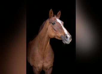 Hanoverian, Mare, 15 years, 16.1 hh, Chestnut