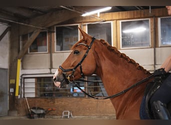 Hanoverian, Mare, 15 years, 16.1 hh, Chestnut-Red