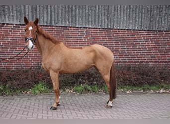 Hanoverian, Mare, 15 years, 16.1 hh, Chestnut-Red