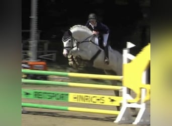 Hanoverian, Mare, 15 years, 16.1 hh, Grey