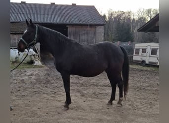 Hanoverian, Mare, 15 years, 16.1 hh, Smoky-Black