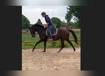 Hanoverian, Mare, 15 years, 16.1 hh, Smoky-Black