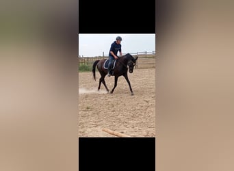 Hanoverian, Mare, 15 years, 16.1 hh, Smoky-Black