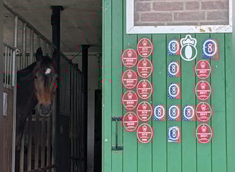 Hanoverian, Mare, 15 years, 16.1 hh, Smoky-Black
