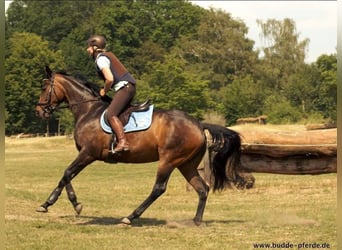 Hanoverian, Mare, 15 years, 16.1 hh, Smoky-Black