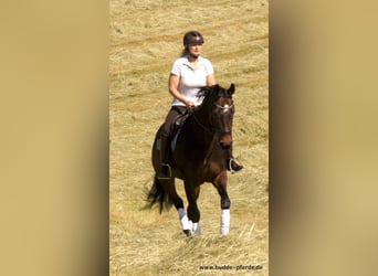 Hanoverian, Mare, 15 years, 16.1 hh, Smoky-Black