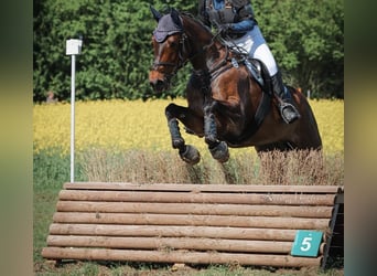 Hanoverian Mix, Mare, 15 years, 16.2 hh, Bay-Dark