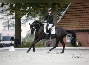 Hanoverian, Mare, 15 years, 16,2 hh, Black