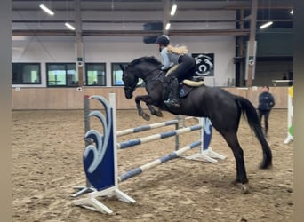 Hanoverian, Mare, 15 years, 16,2 hh, Black