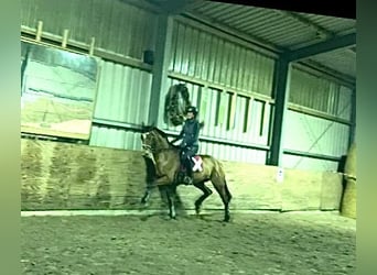 Hanoverian, Mare, 15 years, 16.2 hh, Brown