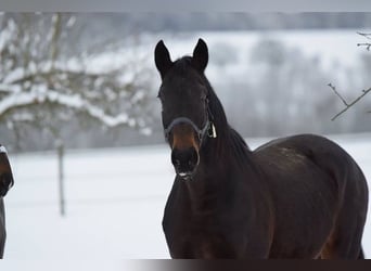 Hannoveraner, Stute, 15 Jahre, 16,2 hh, Brauner