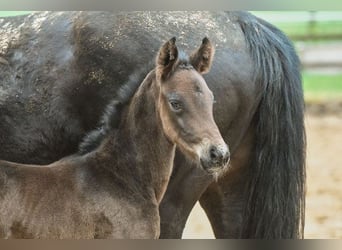 Hannoveraner, Stute, 15 Jahre, 16,2 hh, Brauner